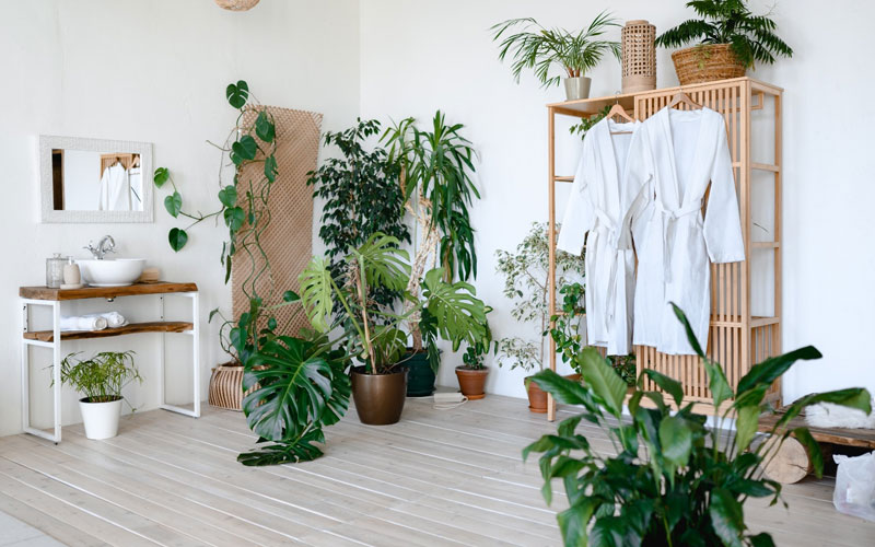 Wellness with Greenery: Selecting the Ideal Plants for Every Room